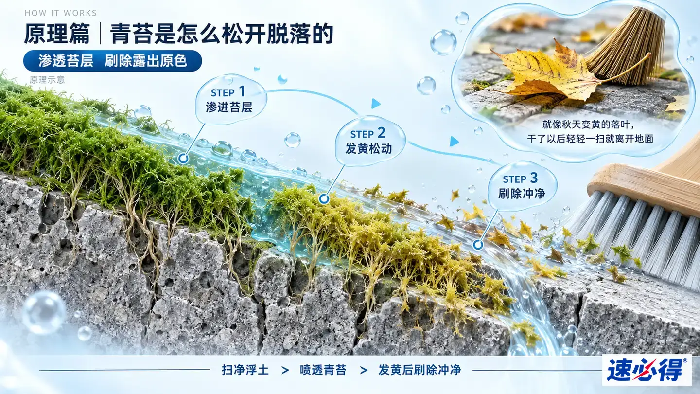 示意图：多孔石材剖面上的苔藓、碎屑、水流与刷毛。